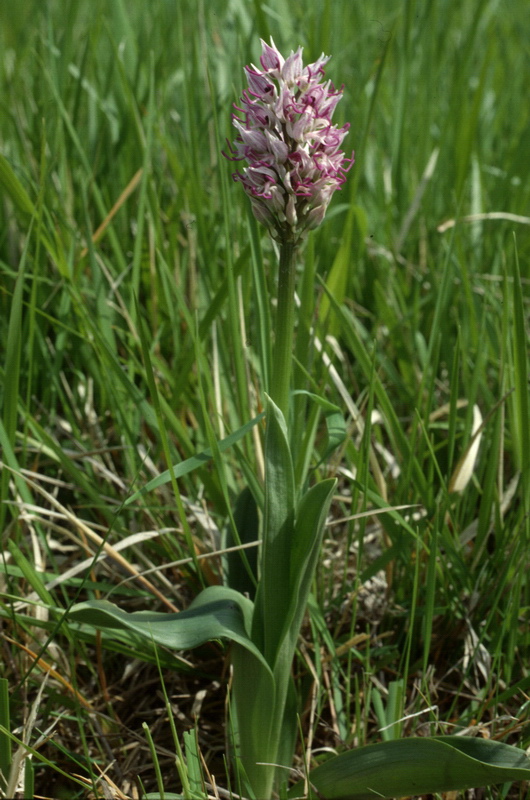 Orchidee in una villa vicino a Piediluco (Terni)